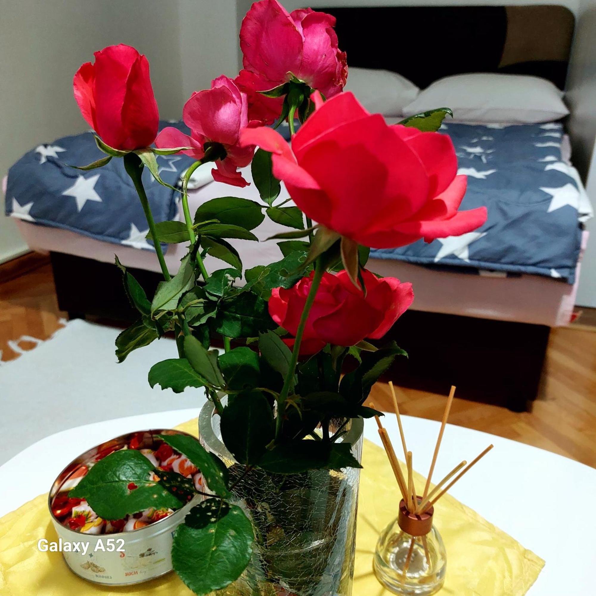 Apartman Pavle 普卢日内 外观 照片